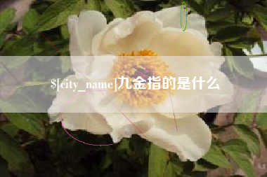 山东九金指的是什么